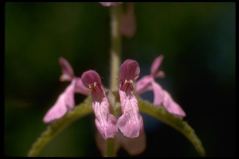 Stachys bullata Benth. resmi