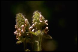 Image de Stachys pycnantha Benth.