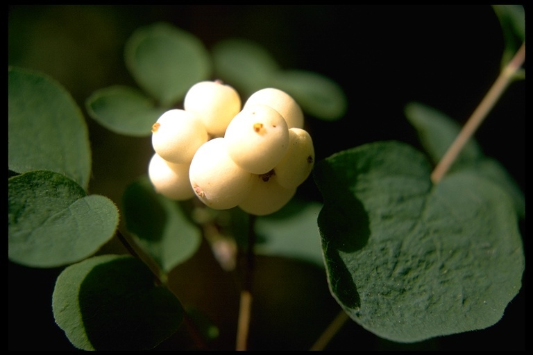 صورة Symphoricarpos albus var. laevigatus (Fern.) Blake