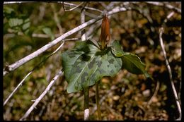 Imagem de Trillium chloropetalum (Torr.) Howell