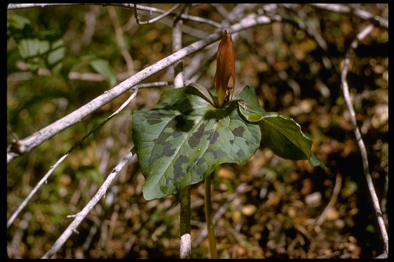 Imagem de Trillium chloropetalum (Torr.) Howell