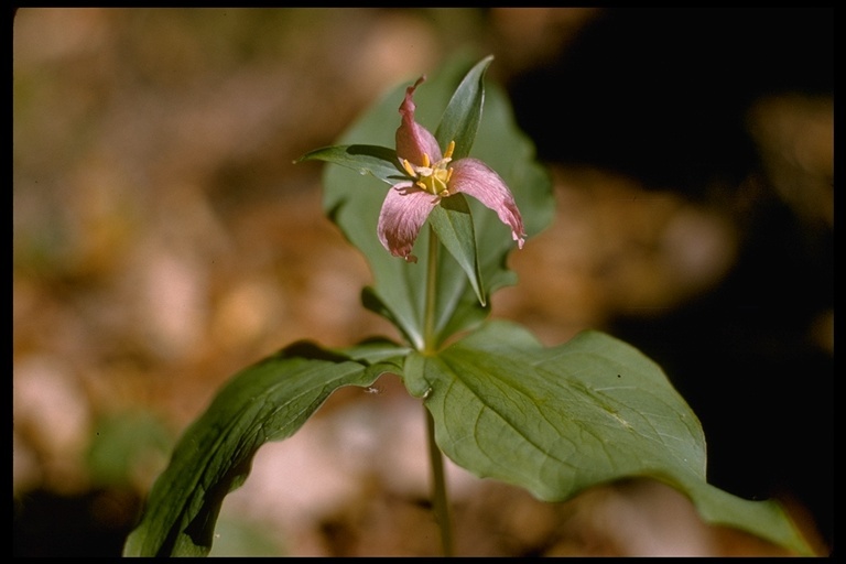 Image of Pacific trillium