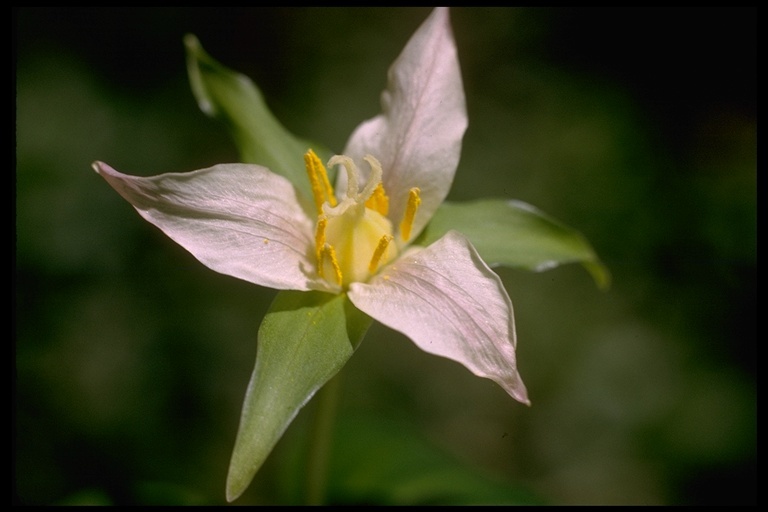 Image of Pacific trillium