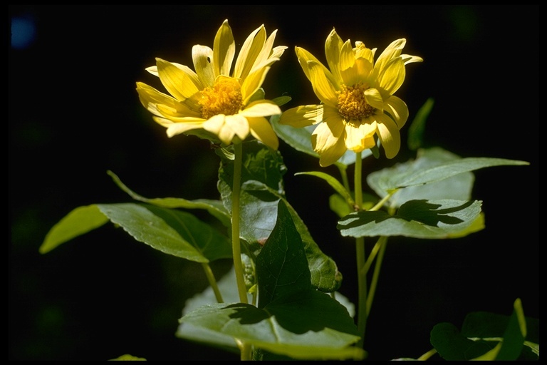 Venegasia carpesioides DC. resmi