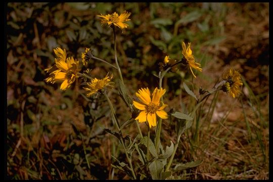 Image of <i>Verbesina encelioides</i> ssp. <i>exauriculata</i>