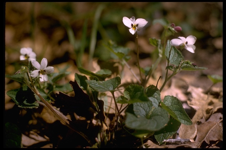 صورة Viola ocellata Torr. & Gray