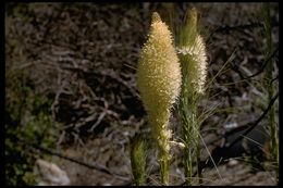 Image of Basket-grass