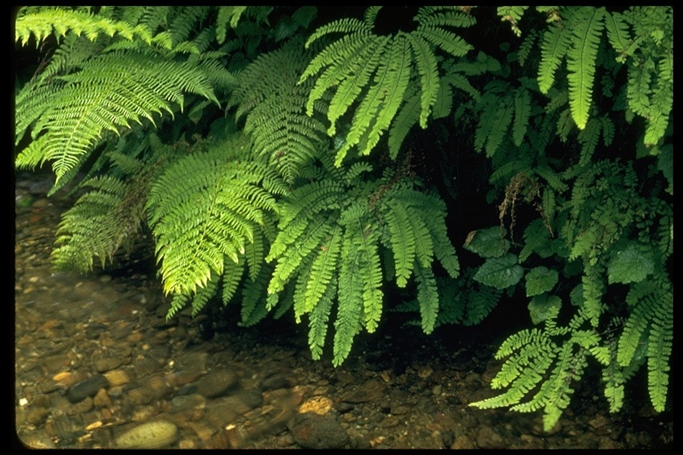 Слика од Adiantum aleuticum (Rupr.) C. A. Paris