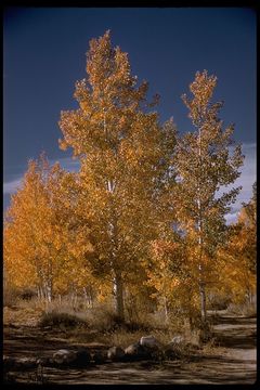 Image of quaking aspen