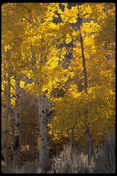 Image of quaking aspen