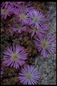 Image of iceplant