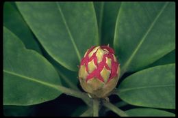 Imagem de Rhododendron macrophyllum D. Don ex G. Don