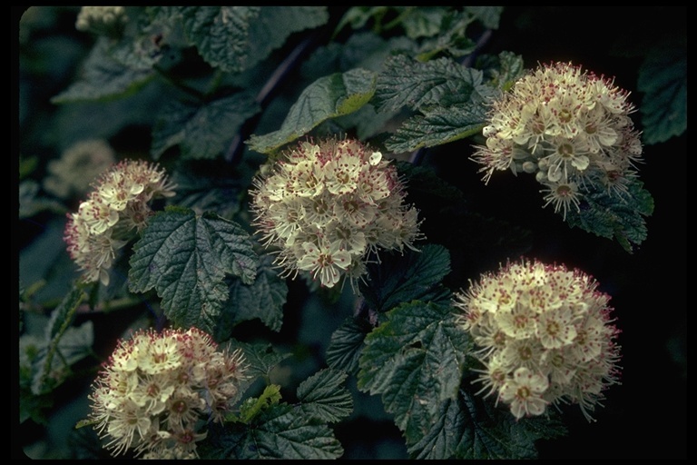 Image of bridalwreath spirea