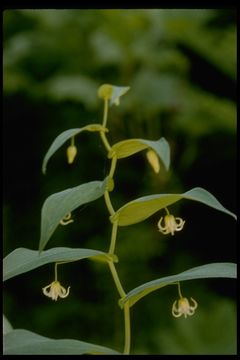 Image of claspleaf twistedstalk