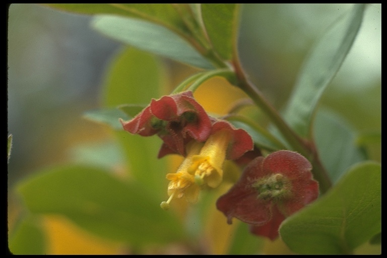 Image of twinberry honeysuckle