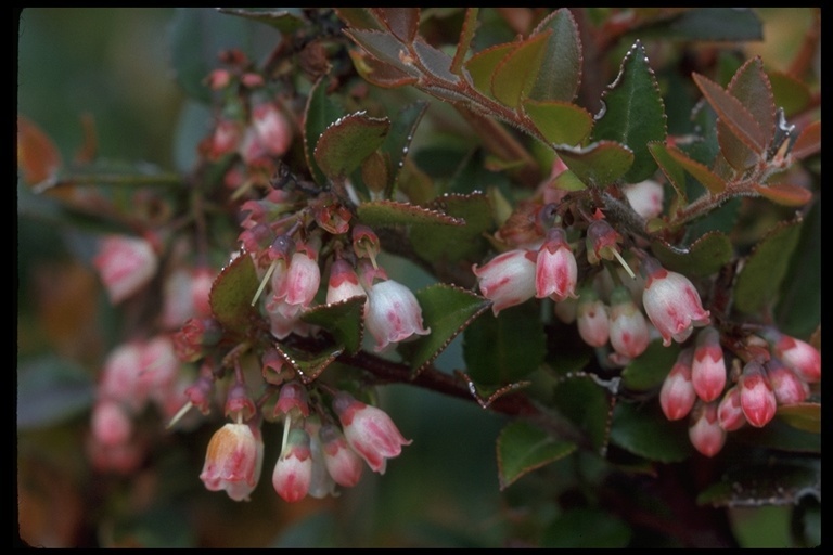 Sivun Vaccinium hirsutum Buckl. kuva