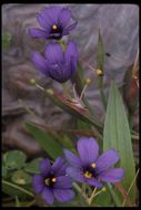 Image of western blue-eyed grass