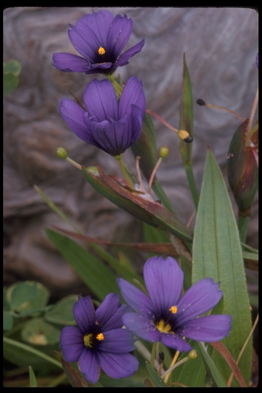 Image of western blue-eyed grass