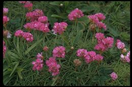 Imagem de Armeria maritima subsp. californica (Boiss.) A. E. Porsild