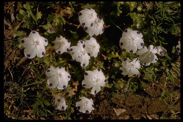 Imagem de Nemophila maculata Benth. ex Lindl.