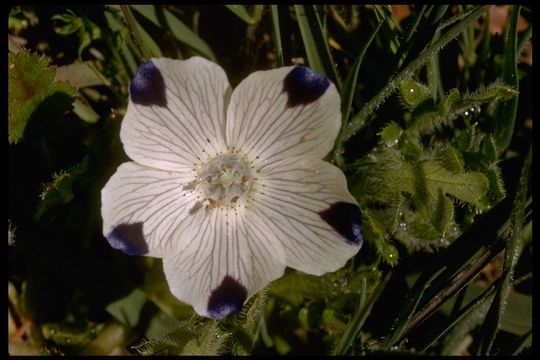 Image de Nemophila maculata Benth. ex Lindl.