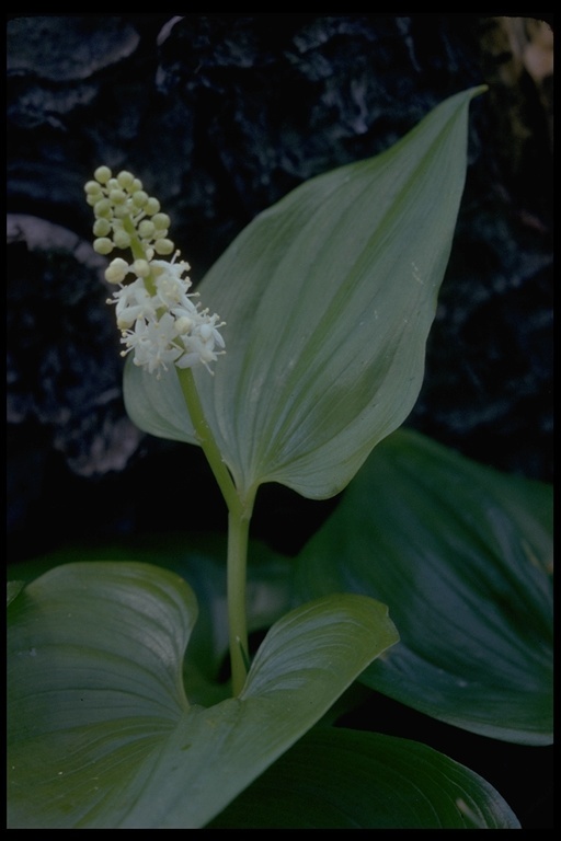 Imagem de Maianthemum dilatatum (Alph. Wood) A. Nelson & J. F. Macbr.