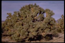 Слика од Yucca brevifolia Engelm.