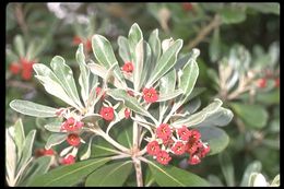 Image de Pittosporum crassifolium Banks & Sol. ex A. Cunningham