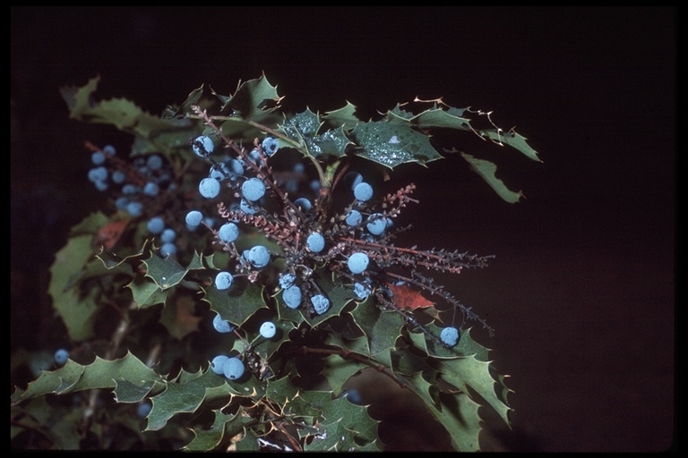 صورة <i>Berberis aquifolium</i> var. <i>repens</i>