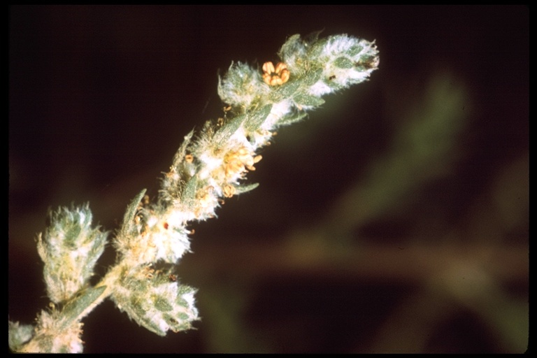 Image de Bassia hyssopifolia (Pall.) O. Kuntze