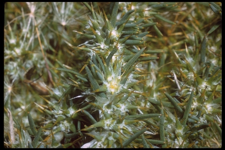 Image of Cardionema ramosissima (Weinm.) A. Nels. & J. F. Macbr.