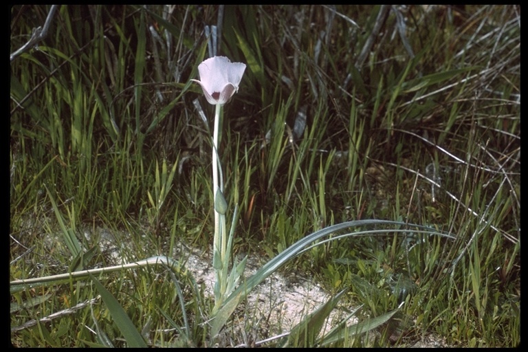 Calochortus uniflorus Hook. & Arn. resmi