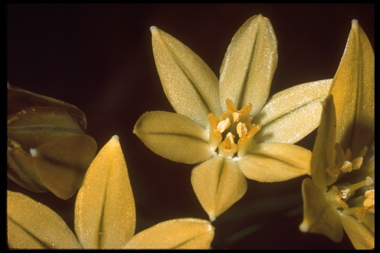 Sivun Triteleia ixioides (Dryand. ex W. T. Aiton) Greene kuva