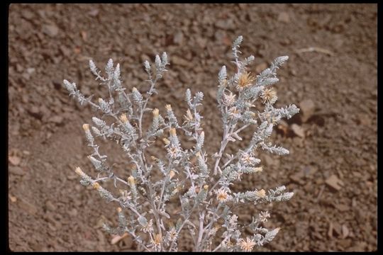 Brickellia nevinii A. Gray的圖片