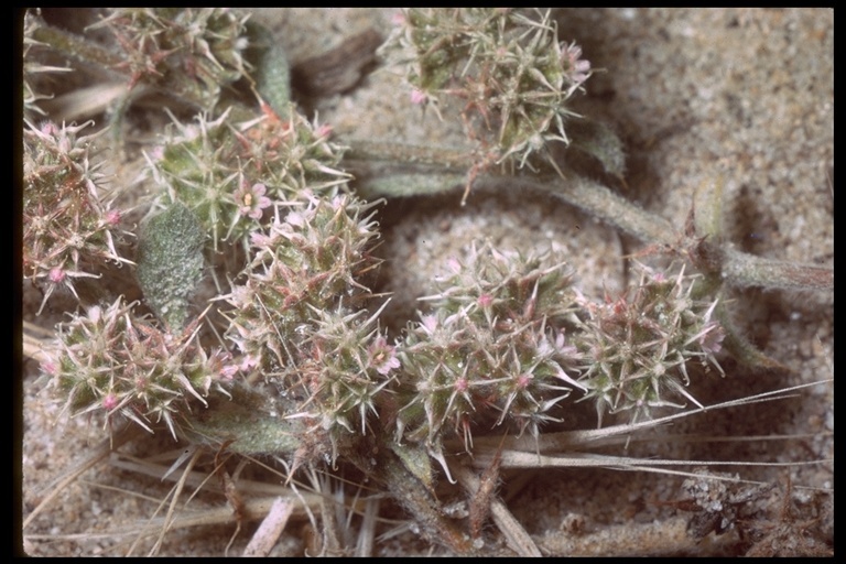 Image of narrowleaf spineflower