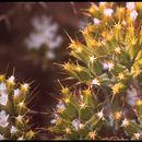 Image of Blakley's spineflower