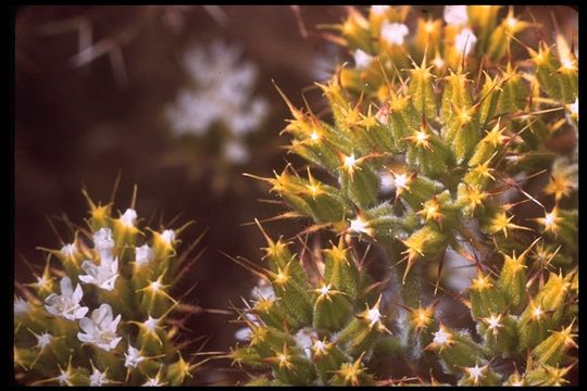 Image of Blakley's spineflower