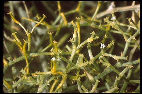 Image of brittle spineflower