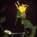 Image of Brewer's aster