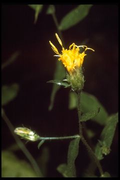 Image of Brewer's aster