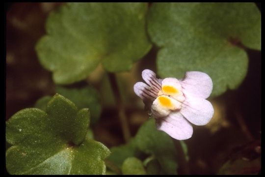 Image of Ivy-leaved Toadflax