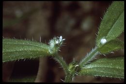 Plancia ëd Cryptantha torreyana (A. Gray) Greene