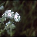 Image de Cryptantha nemaclada Greene