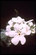 Слика од Cryptantha intermedia (A. Gray) Greene