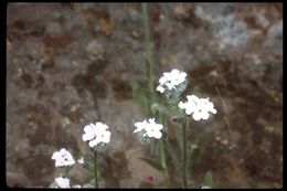 Слика од Cryptantha intermedia (A. Gray) Greene