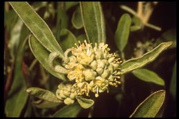 Слика од Croton californicus Müll. Arg.