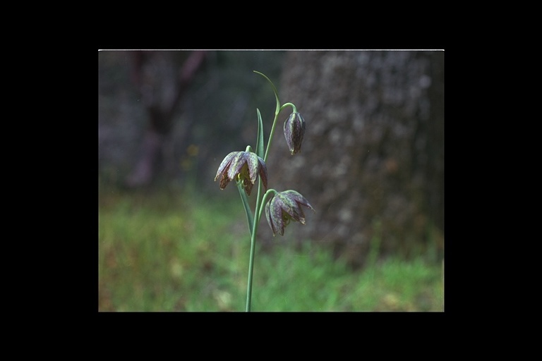 Image of checker lily