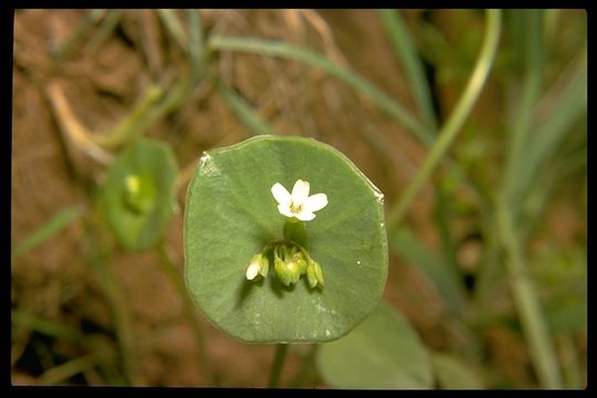 Image of Indian lettuce