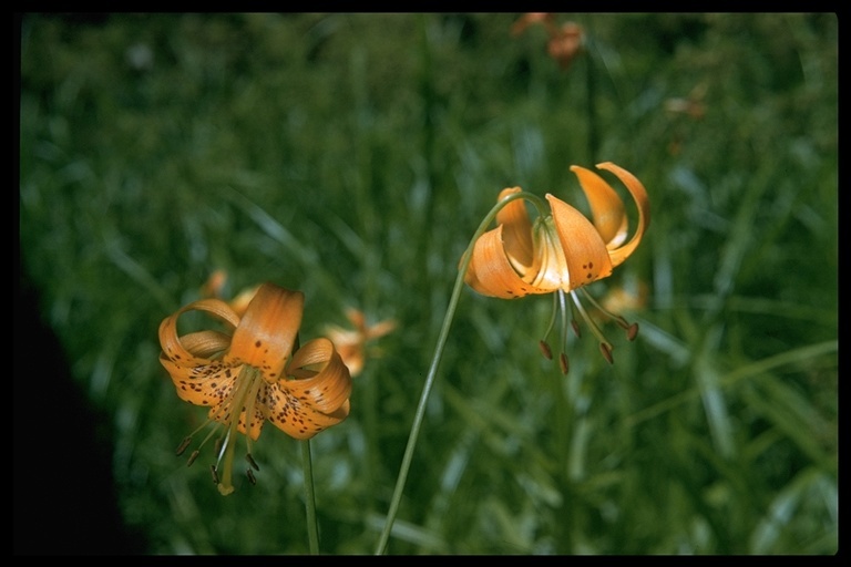 Lilium pardalinum Kellogg resmi