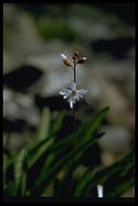 Image of San Francisco woodland-star